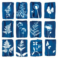 Atelier « Cyanotype »